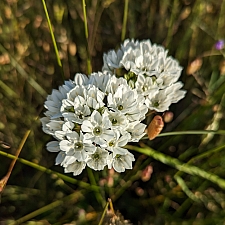 Triteleia hyacinthina  white brodiaea