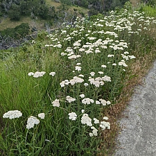 Achillea millefolium - inland form - Sonoma County seed source  yarrow