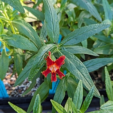 Mimulus (Diplacus) longiflorus  Santa Susana monkeyflower
