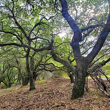 Quercus agrifolia  coast live oak