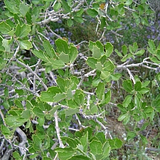 Quercus berberidifolia  scrub oak