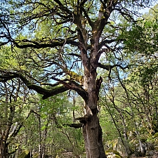 Quercus chrysolepis  canyon live oak