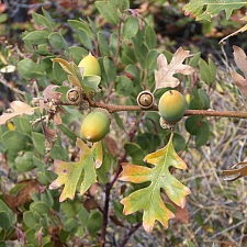 Quercus garryana var. breweri  Brewer's oak