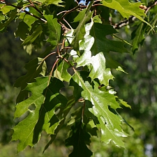 Quercus kelloggii  California black oak