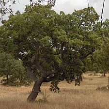 Quercus suber  cork oak
