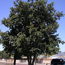 Quercus tomentella  island oak