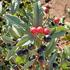 Rhamnus (Frangula) californica - large, inland form  California coffeeberry