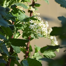 Ribes indecorum  white flowering currant