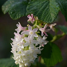 Ribes sanguineum v. glutinosum 'Inverness White' white flowering currant