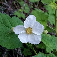 Rubus parviflorus  thimbleberry