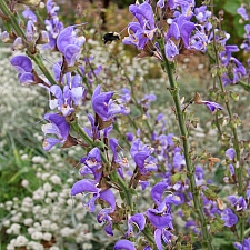 Salvia barrelieri  