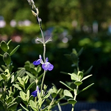 Salvia chamaedryoides  germander sage