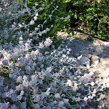 Salvia leucophylla 'Figueroa' purple sage
