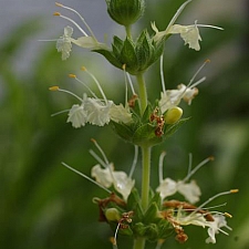 Salvia sonomensis 'John Farmar-Bowers' white-flowered Sonoma sage