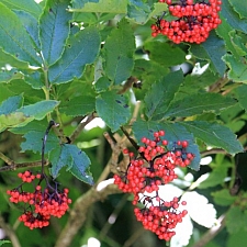 Sambucus racemosa  red elderberry