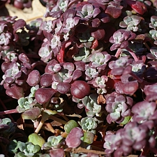 Sedum spathulifolium 'Purpureum' Pacific stonecrop