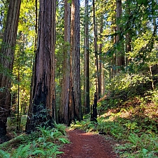 Sequoia sempervirens  coast redwood