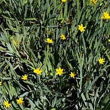 Sisyrinchium californicum  yellow-eyed grass