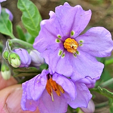 Solanum umbelliferum  blue witch