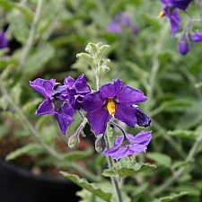 Solanum xanti 'Mountain Pride' purple nightshade