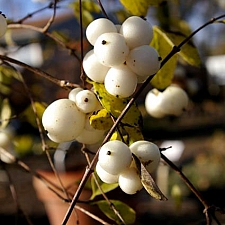 Symphoricarpos albus var. laevigatus 'Bartlett Springs' snowberry