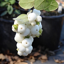 Symphoricarpos albus var. laevigatus 'Tilden Park' snowberry