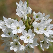 Triteleia hyacinthina  white brodiaea