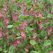 Ribes sanguineum v. glutinosum 'Tranquillon Ridge' pink flowering currant