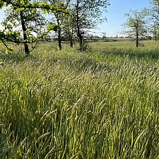 Hordeum brachyantherum  meadow barley